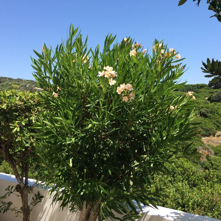 Sea Breeze Apartments Chios Monolia Exterior foto